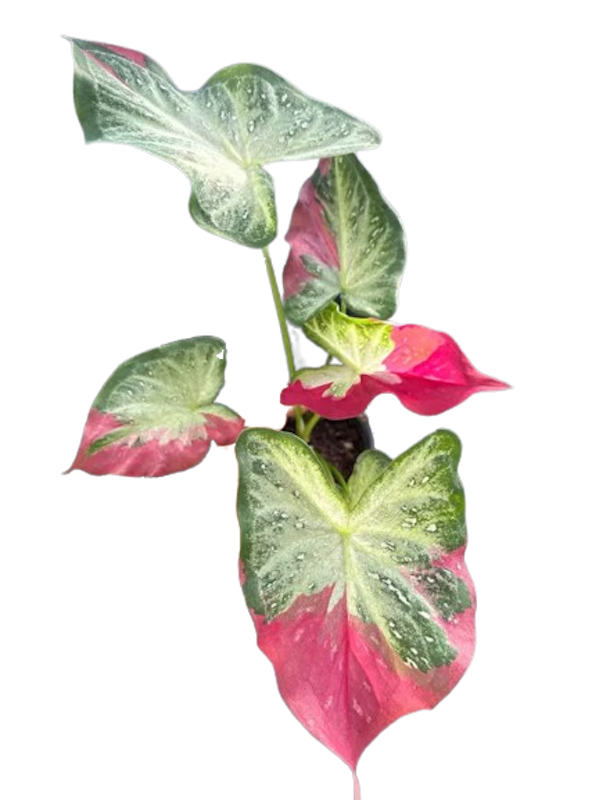 บอนสี ชายชล 1