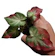 Crafts Around You Plants Around You ต้นชายชล กัดสี 1