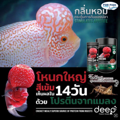 อาหารปลาหมอสี Flower Horn 2