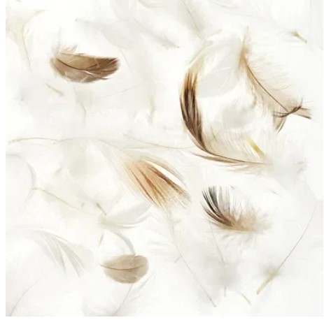 หมอนขนเป็ด Feather Pillow 3