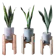 Plant For You ต้นไม้สำหรับแต่งห้องน้ำ ต้นลิ้นมังกร 3 สายพันธุ์ 1