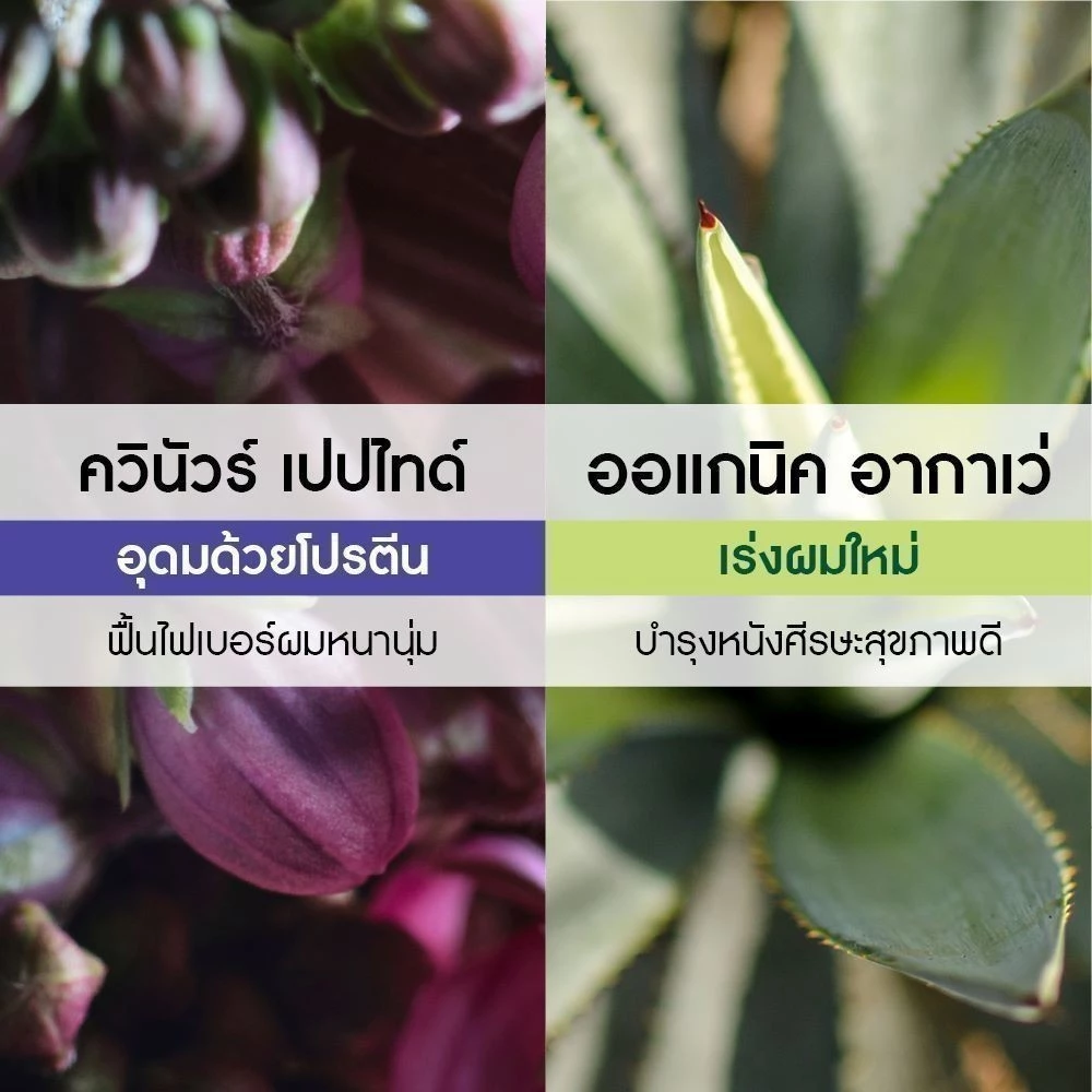 แชมพูเพิ่มวอลลุ่ม Volume Shampoo 2