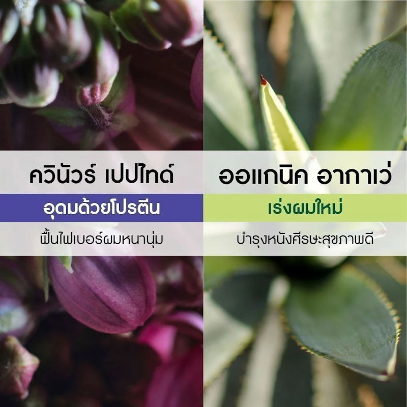 แชมพูเพิ่มวอลลุ่ม Volume Shampoo 2