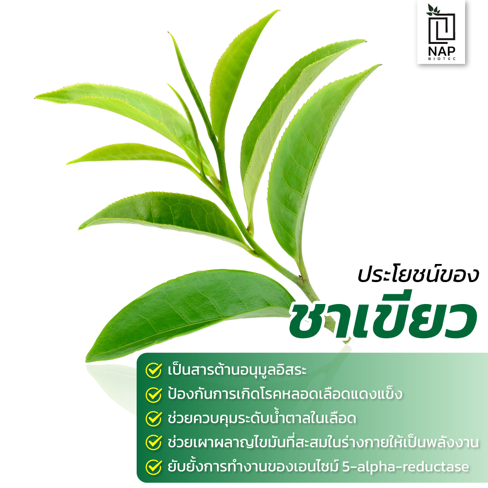 Green Tea Extract Polyphenol 4