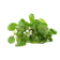 Npqualityseed วอเตอร์เครสแท้ แบบเมล็ดพันธุ์ 1