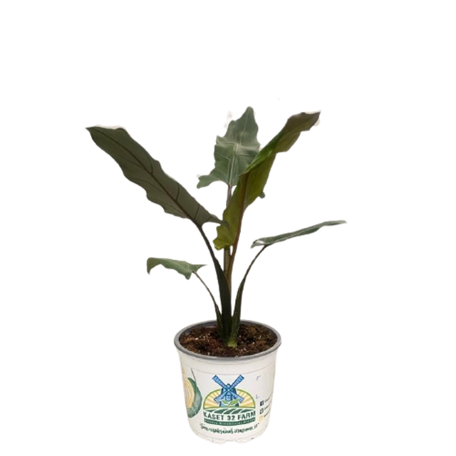 ต้นพญาจงอาง Alocasia Lauterbachiana 1