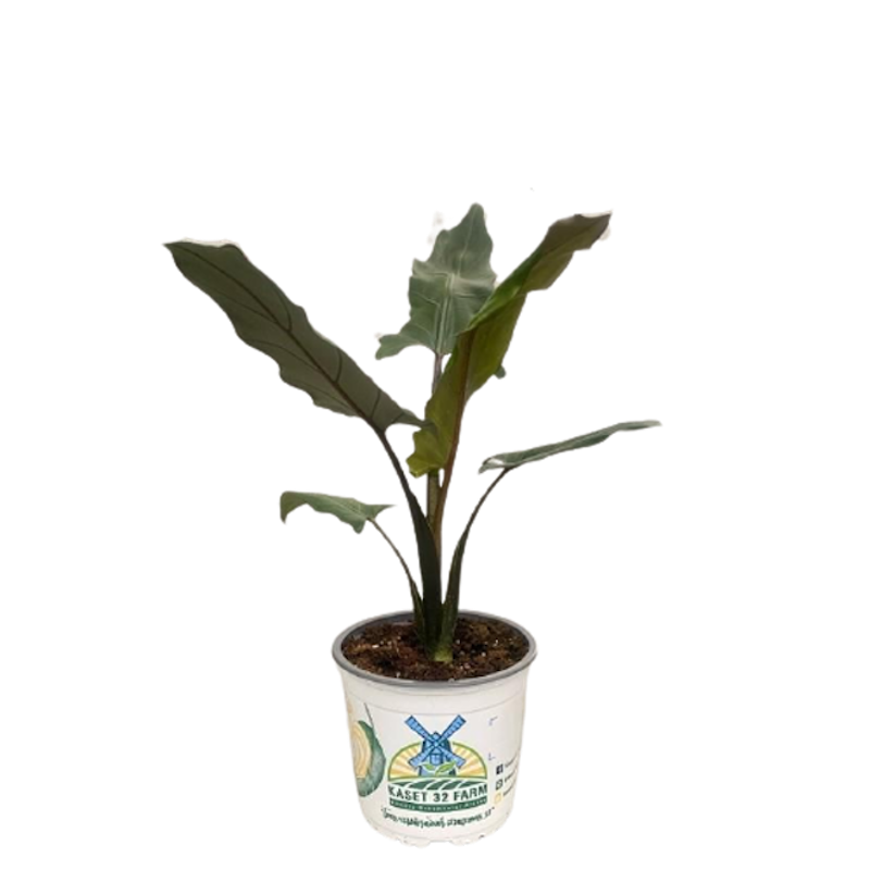 ต้นพญาจงอาง Alocasia Lauterbachiana 1
