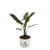 สวนเกษตร 32 ต้นพญาจงอาง Alocasia Lauterbachiana 1