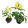 TG Garden ต้นทองอุไร 4 สายพันธุ์ 1