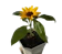Flowerpot Station ของขวัญครบรอบแต่งงาน ชุดปลูกต้นไม้เองที่บ้าน 1