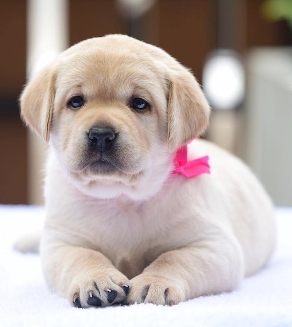 ฟาร์มสุนัข Progress Labrador 2