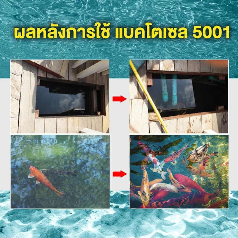 จุลินทรีย์น้ำใส Bactocel 5001 3
