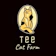 แมวสก็อตติช บริติช by Tee CatFarm ฟาร์มแมว แมวสก็อตติช บริติช by Tee CatFarm 1