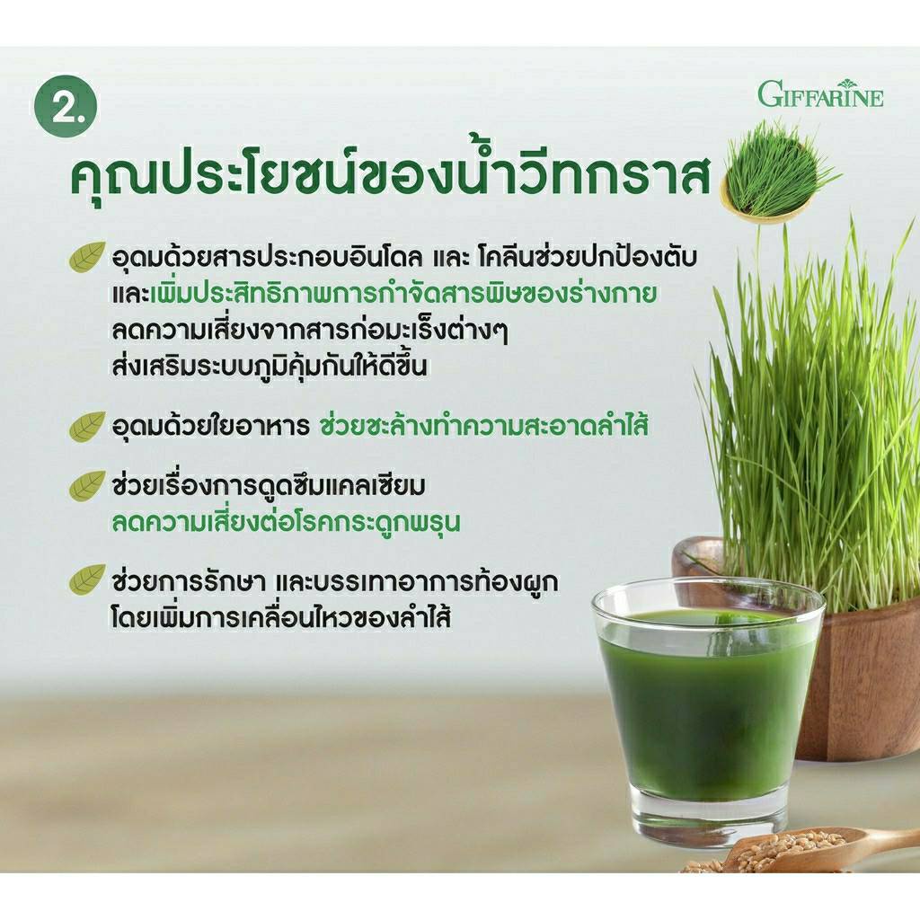 ต้นอ่อนข้าวสาลี Wheat Grass Powder Drink 3
