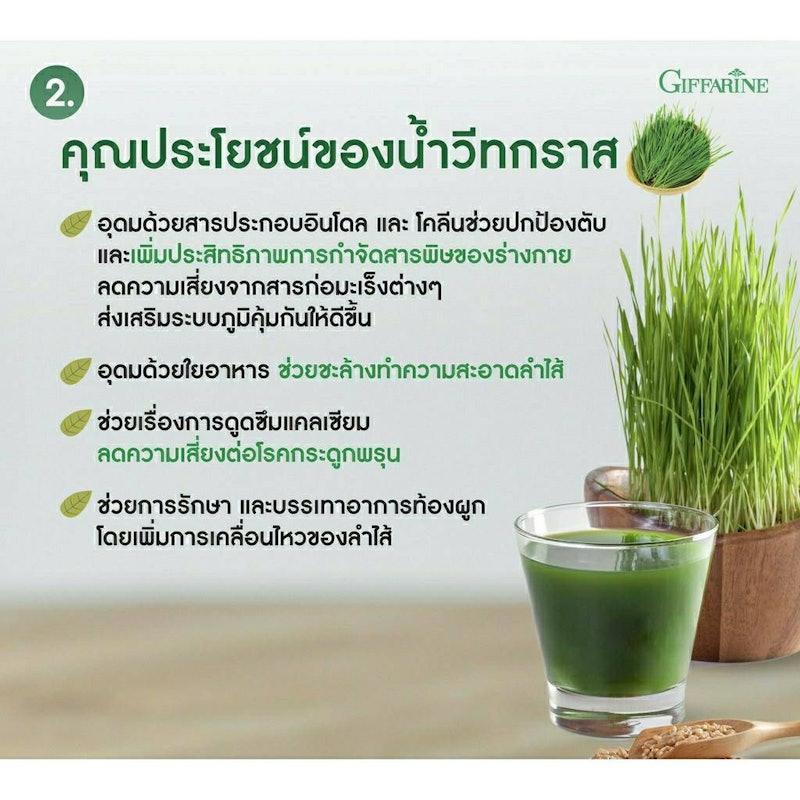 ต้นอ่อนข้าวสาลี Wheat Grass Powder Drink 3