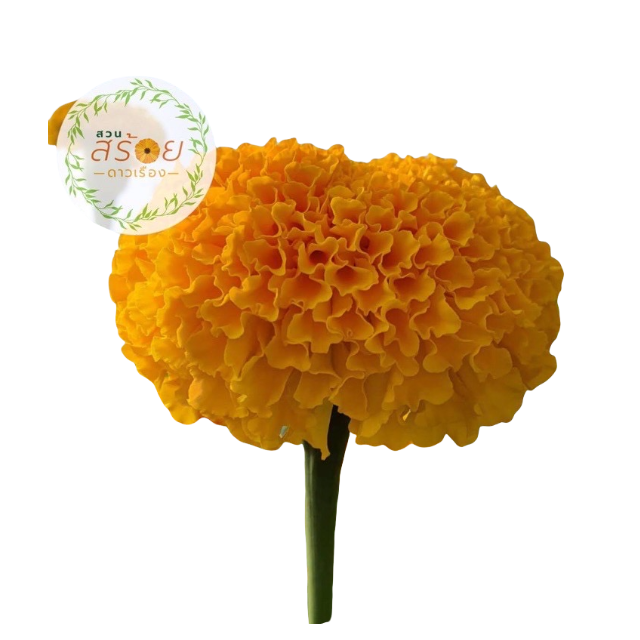ของไหว้พญานาค ดอกดาวเรืองไซซ์กลาง 1