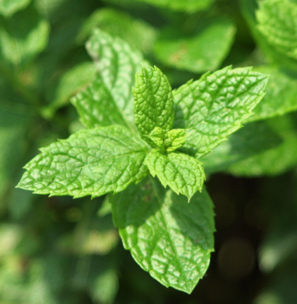 Green Mint Syrup 3