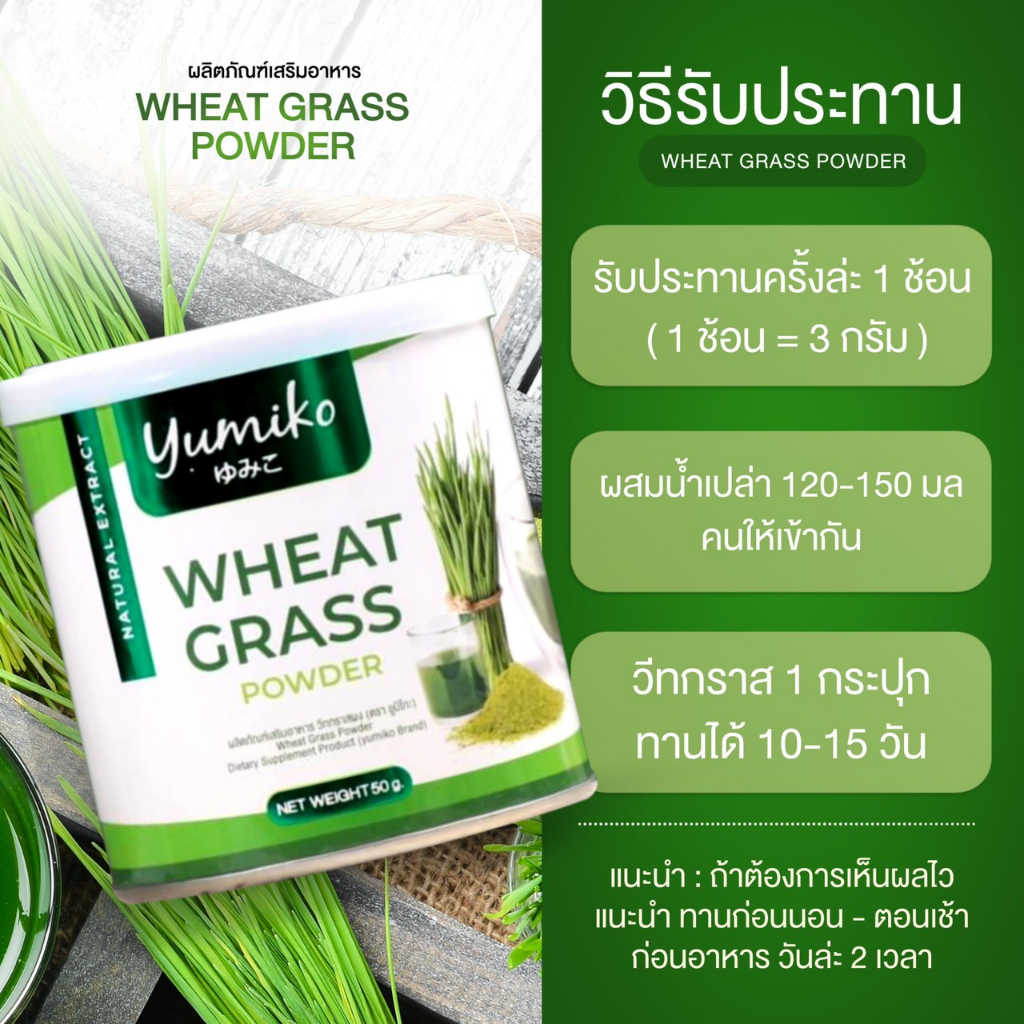 ต้นอ่อนข้าวสาลี Wheat Grass 3