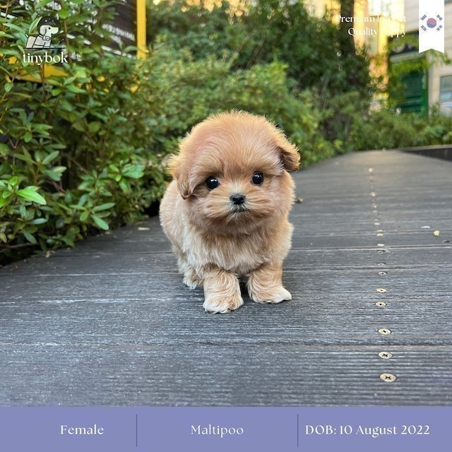 ฟาร์มสุนัข Tinybok Puppies Thailand 3