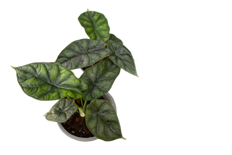ต้นพญาจงอาง Alocasia Baginda Dragon Scale 1