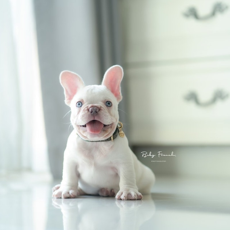 ฟาร์มสุนัข Baby French Bulldog Thailand 2