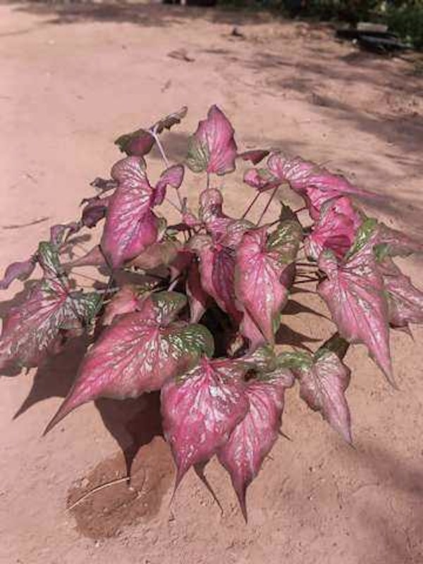 บอนสี ศรีบุรีรัมย์ 3