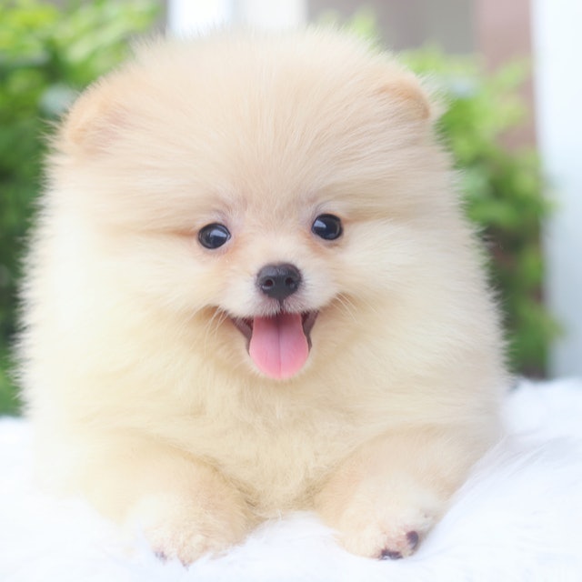 ฟาร์มสุนัข  Chick Dog Farm 2