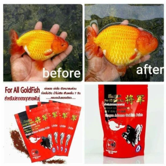 อาหารปลาทอง สูตรเร่งสี เร่งโต ตัวหนา 3