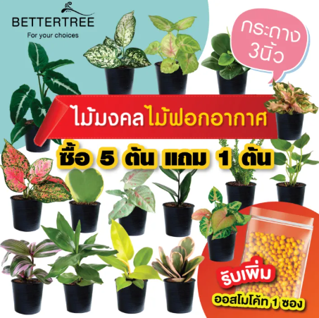 ต้นกระดุมเงินกระดุมทอง 3