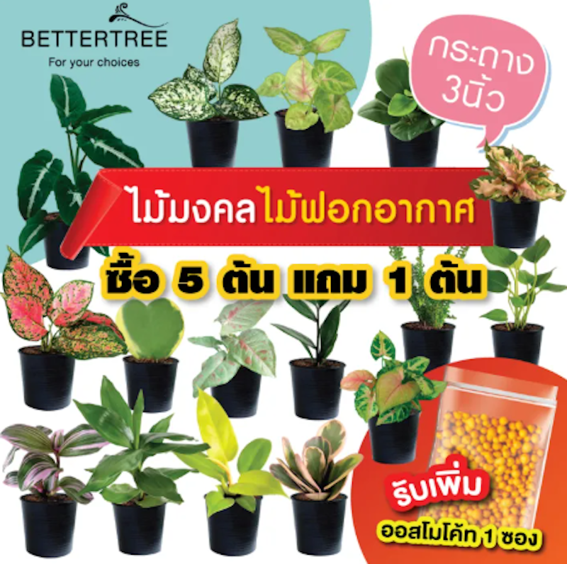 ต้นกระดุมเงินกระดุมทอง 3