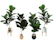 Leeartplants ต้นไทรใบสักปลอม 1