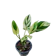 Chotika Treeshop ต้นสาคูด่าง ใบด่างลายกล้วยฟอริดา 1