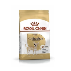 Chihuahua Adult