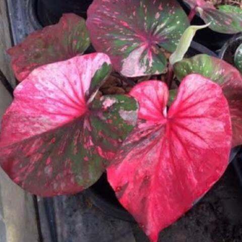 บอนสี มณีล้อมเพชร 2