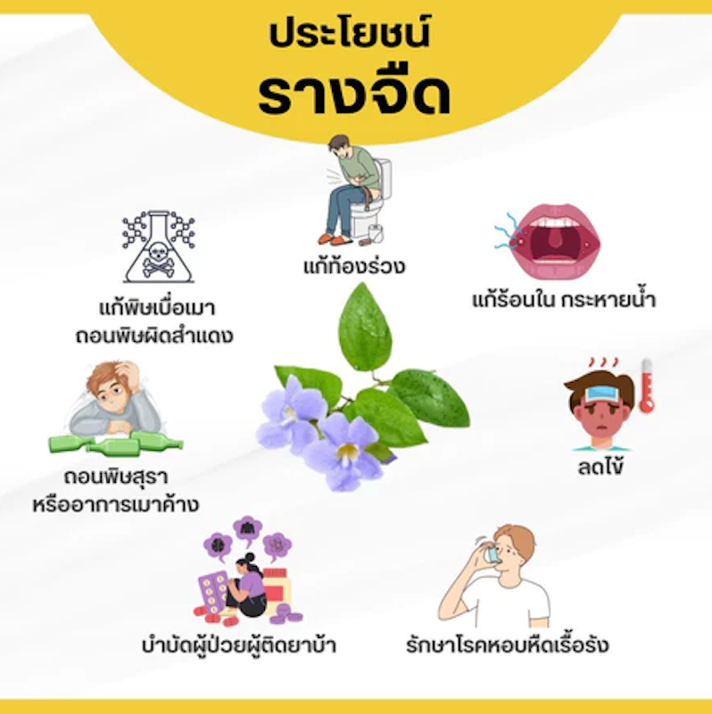 รางจืดแคปซูล 2