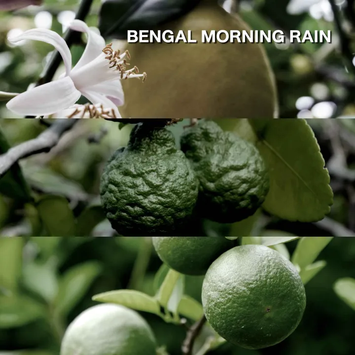 บุหงารำไป น้ำมันหอมกระจายกลิ่น Traditional Asian Potpourri กลิ่น  Bengal Morning Rain 3