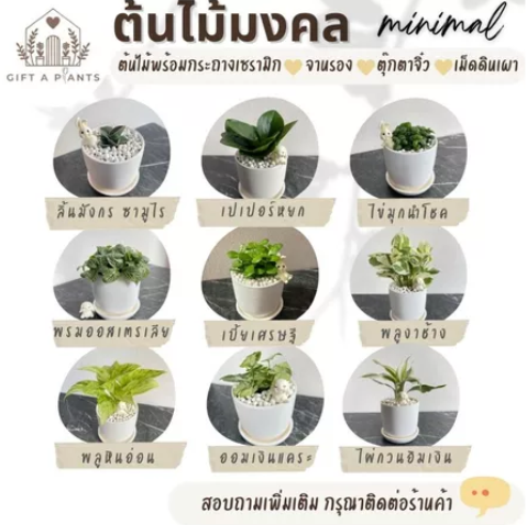 ต้นเปเปอร์หยกด่าง 3