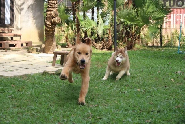 โรงแรมสุนัข เชียงใหม่ Cesar Kennel 2