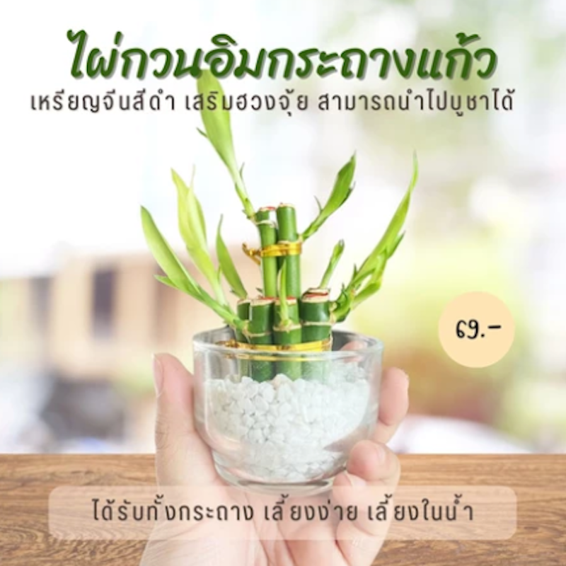การ์เด้นท์ ไผ่กวนอิม 4