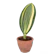 Easy Plant ต้นไม้ปลูกในบ้าน ครีบปลาวาฬ 1