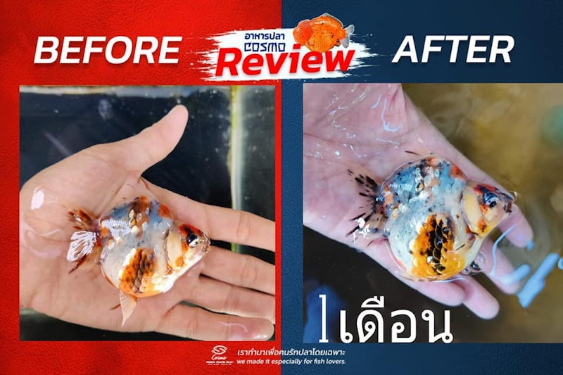 อาหารปลาทอง 2
