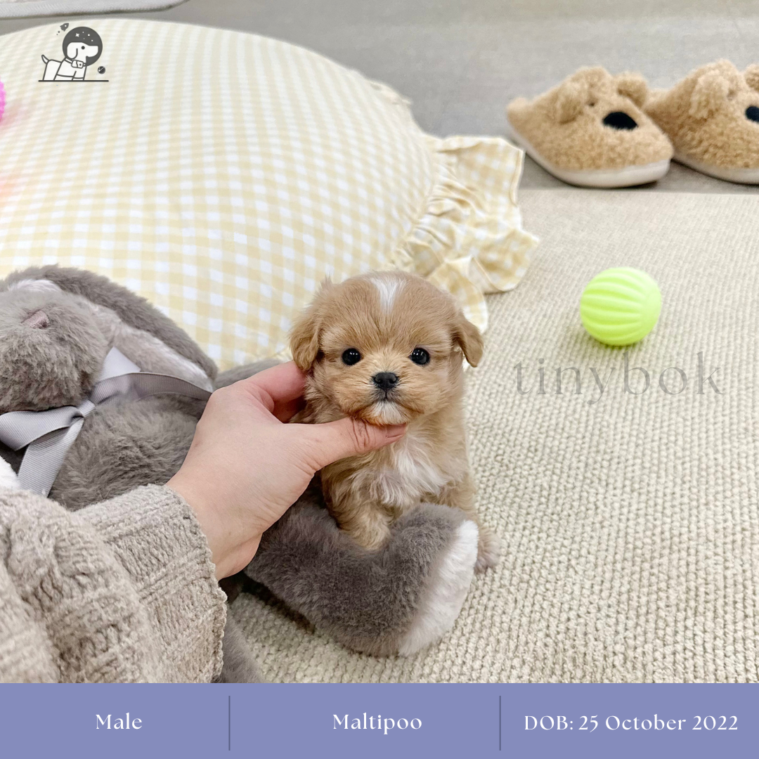 ฟาร์มสุนัข Tinybok Puppies Thailand 4
