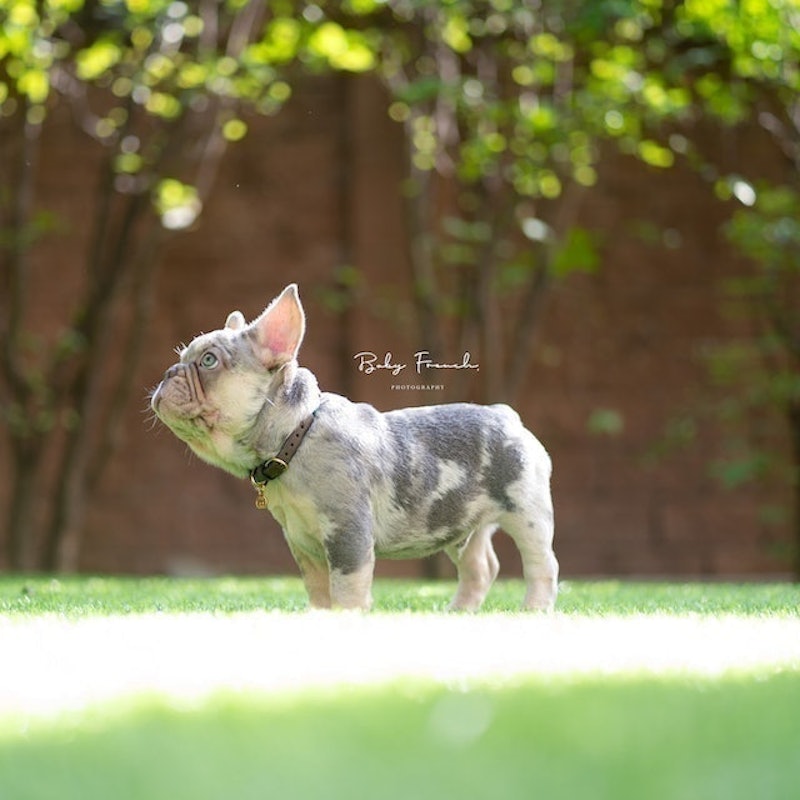 ฟาร์มสุนัข Baby French Bulldog Thailand 3