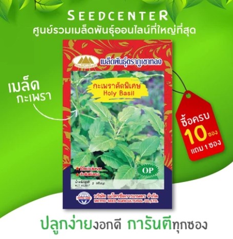 เมล็ดพันธุ์ผัก กะเพรา 3