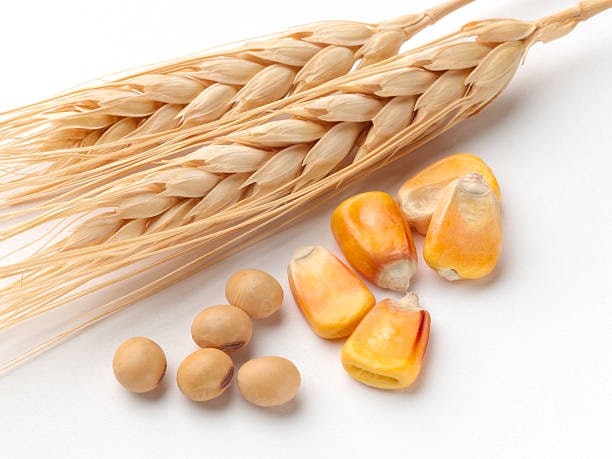 หลีกเลี่ยงสูตรที่มีสารก่อภูมิแพ้ เช่น ข้าวโพด ถั่วเหลือง กลูเตน
