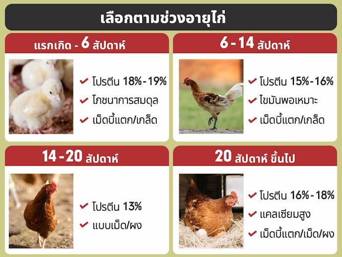 เลือกอาหารไก่ไข่จากช่วงอายุไก่