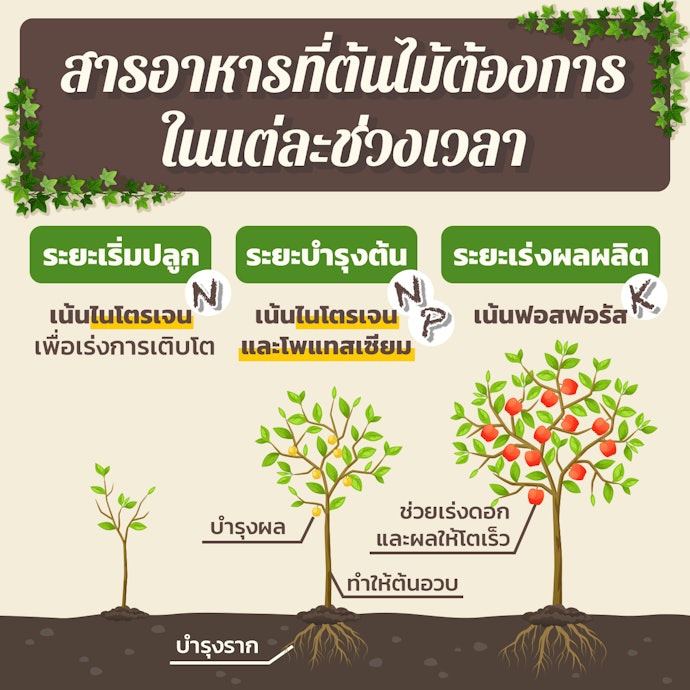 เลือกปุ๋ยผักจากระยะเวลาการปลูก