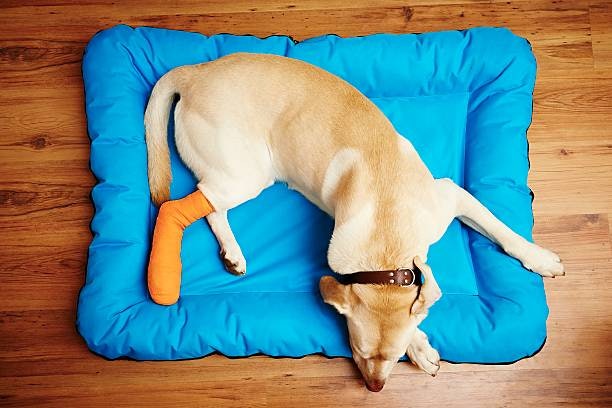 สุนัขสูงวัยที่มีปัญหาสุขภาพหรือแผลกดทับควรเลือกที่นอน Orthopedic