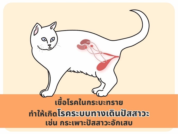 เลือกทรายแมวเต้าหู้ที่ดูดซึมของเหลวและจับตัวเป็นก้อนได้เร็วเพื่อช่วยยับยั้งแบคทีเรีย