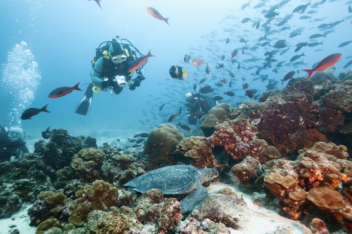 เลือก Fin Freedive ตามลักษณะการดำน้ำ